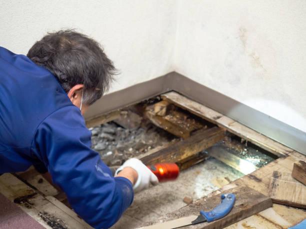 Best Emergency Mold Removal  in Kenbridge, VA