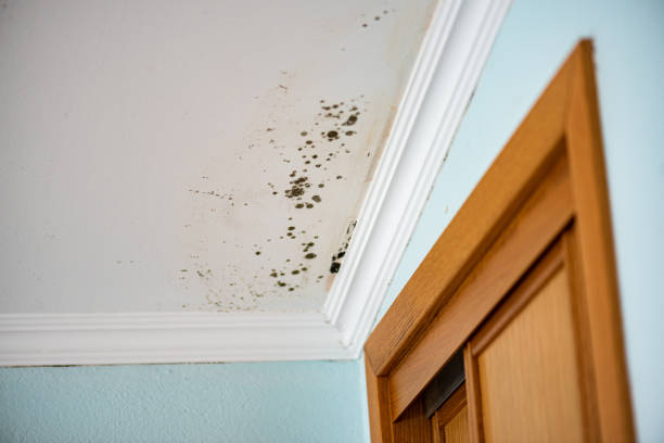 Best Mold Damage Repair  in Kenbridge, VA