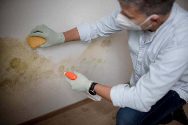 Home Mold Removal in Kenbridge, VA