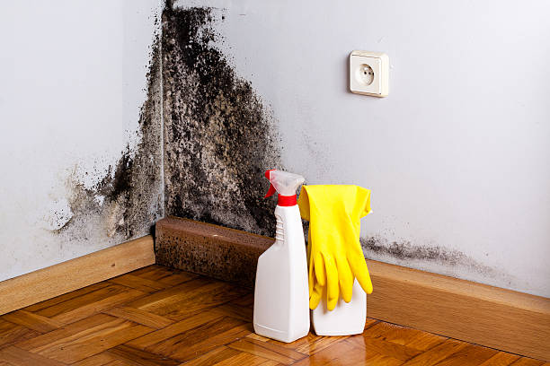 Best Toxic Mold Removal  in Kenbridge, VA