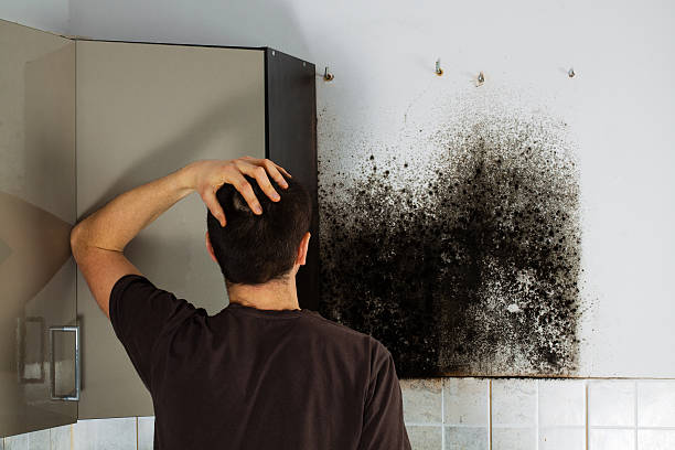 Best Residential Mold Removal  in Kenbridge, VA