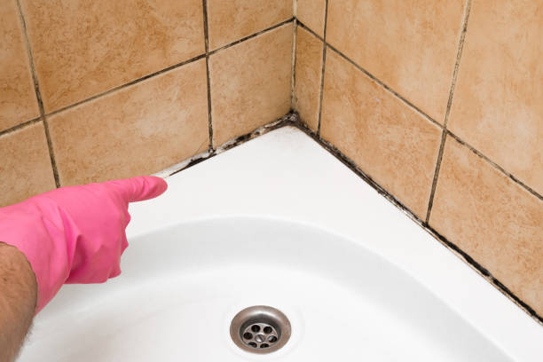 Office Mold Removal Services in Kenbridge, VA